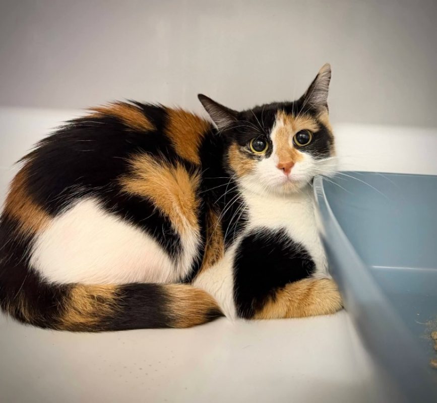 Mimiaou - Chat Européen à adopter
