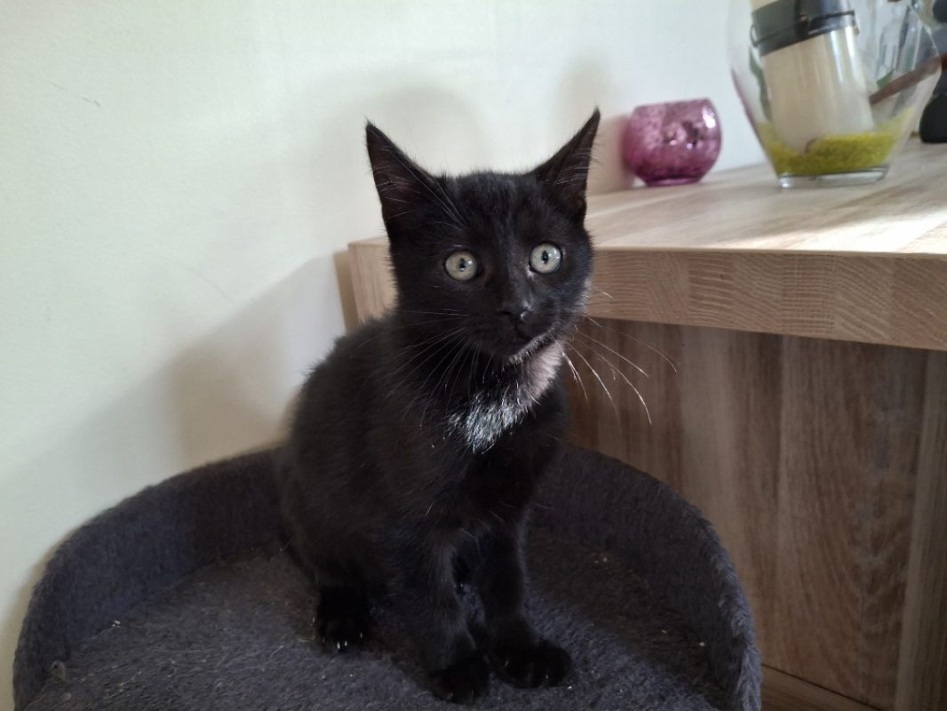 Emmet - Chat Européen à adopter