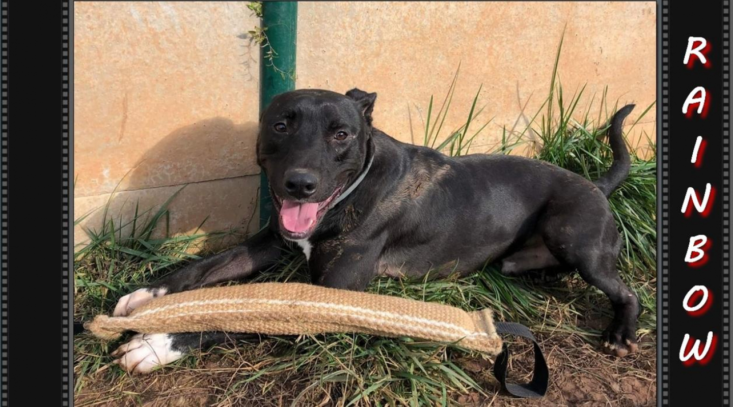 Photo #1 de Raiden dit rainbow