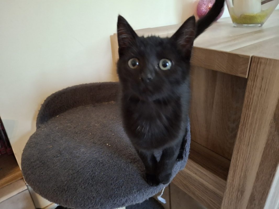 Jacob - Chat Européen à adopter