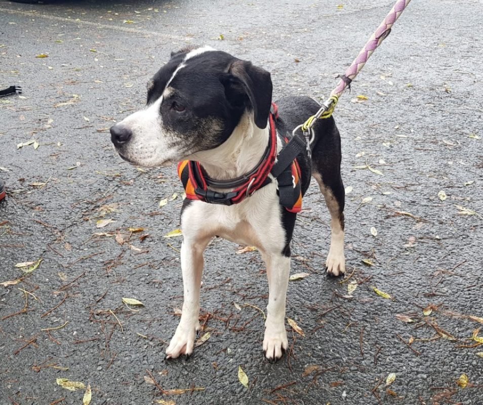Moka - Chien Berger à adopter
