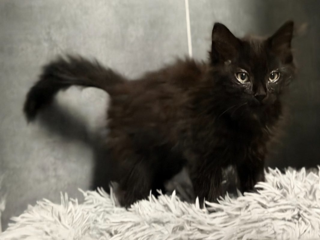 Bristol - Chat Européen à adopter