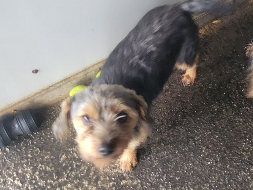 Bonny - Chien Yorkshire Terrier à adopter