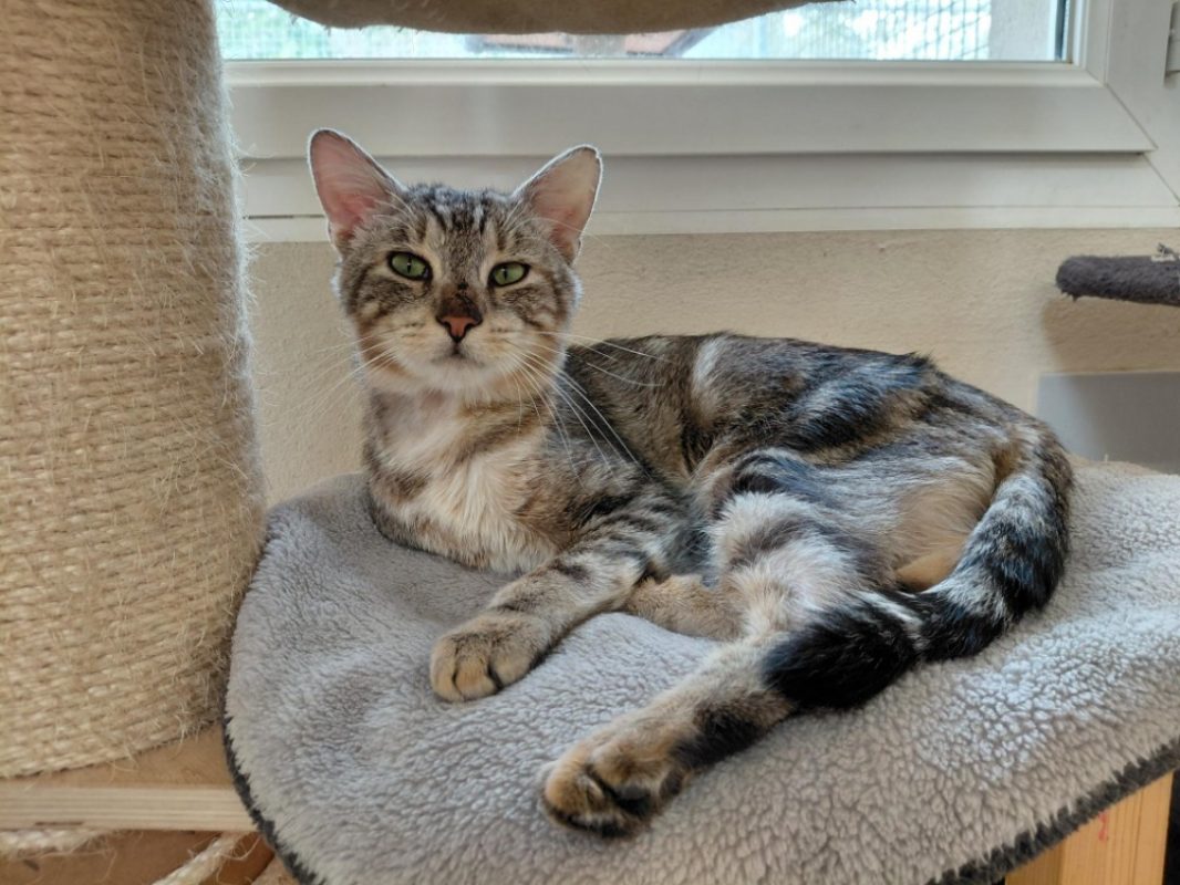 Maximus ex mikado - Chat Européen à adopter