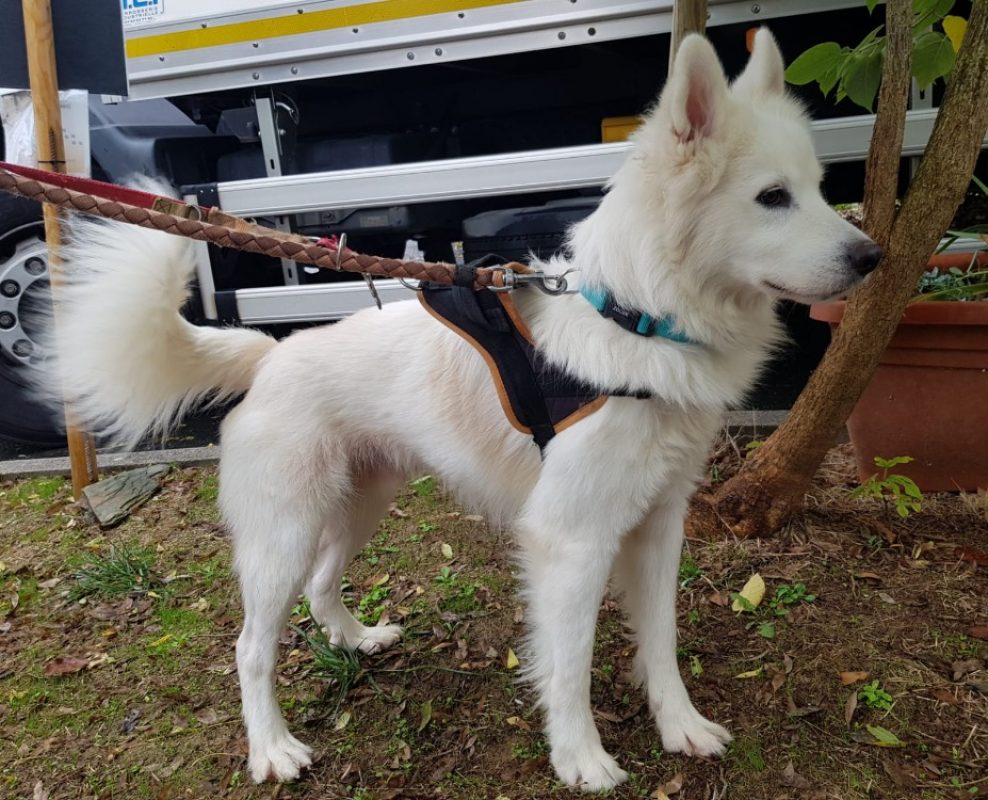 Lotus - Chien à adopter