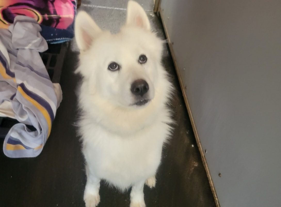 Lotus - Chien à adopter - photo 2