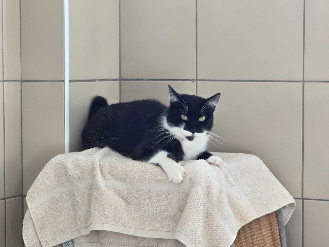 Smoky - Chat Européen à adopter
