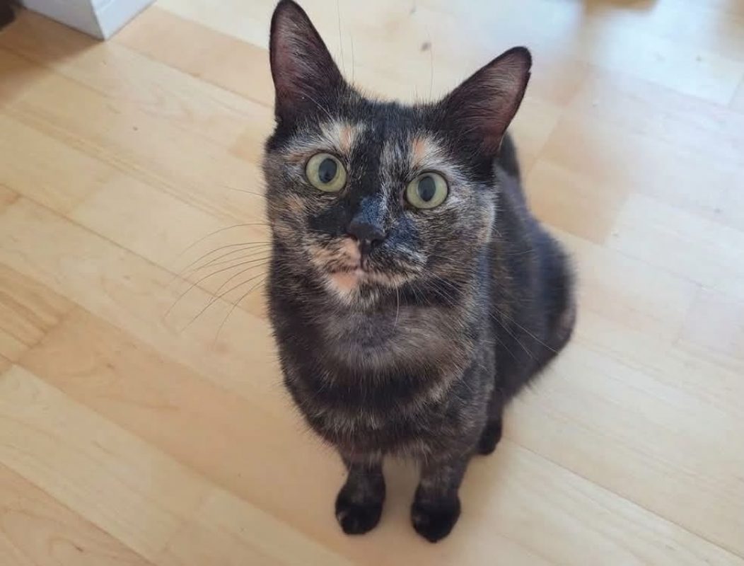 Belinda - Chat Européen à adopter - photo 2