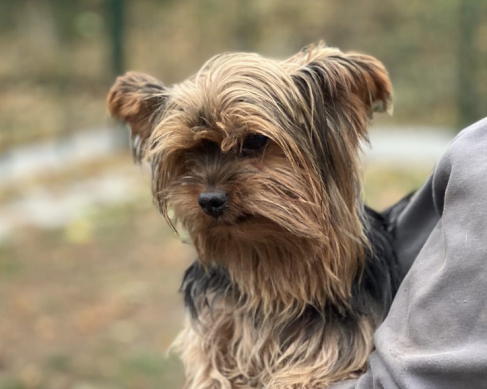 Ollie - Chien Yorkshire Terrier à adopter