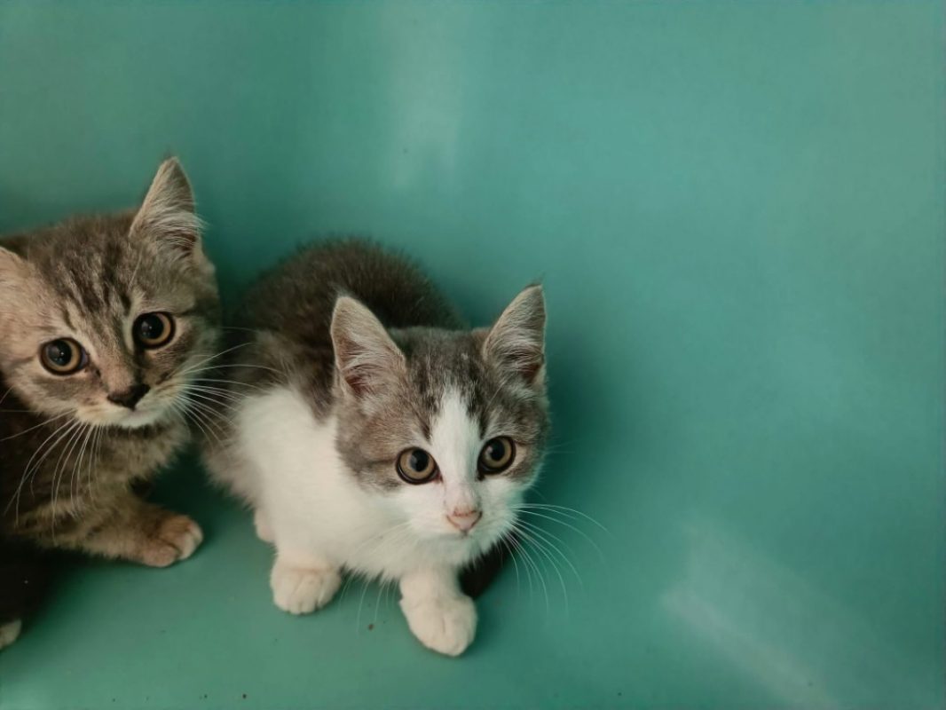 Ursina - Chat Européen à adopter