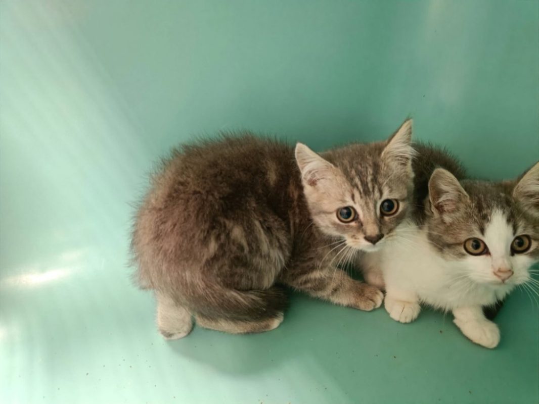Ulmus - Chat Européen à adopter