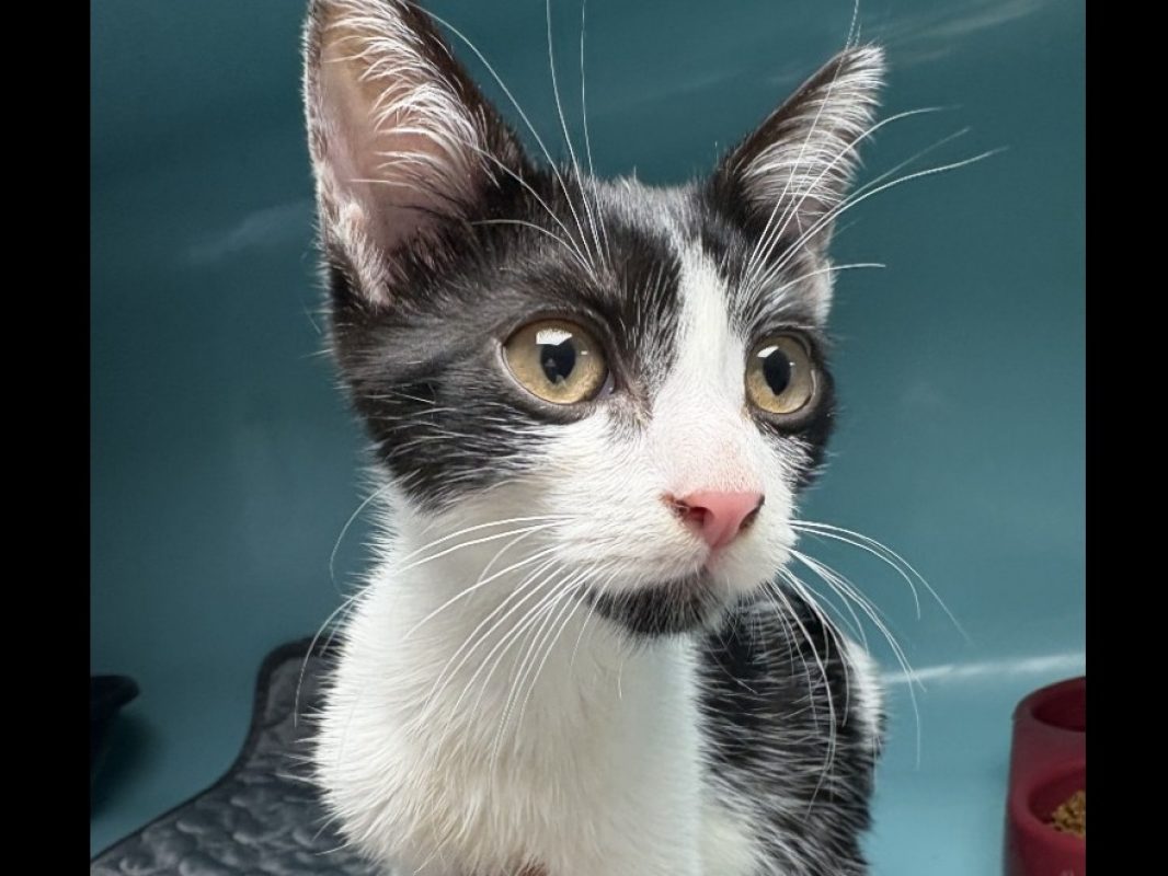 Lixy - Chat Européen à adopter
