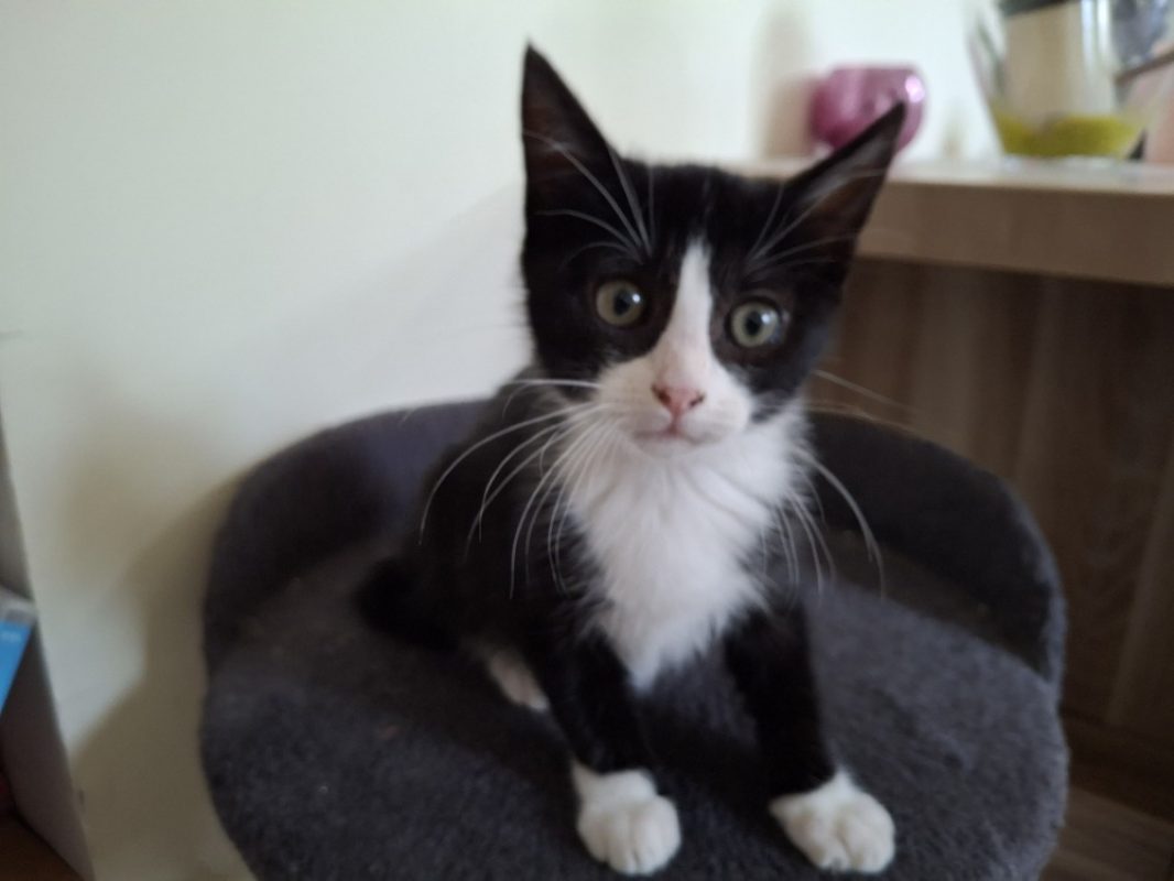 Esmee - Chat Européen à adopter