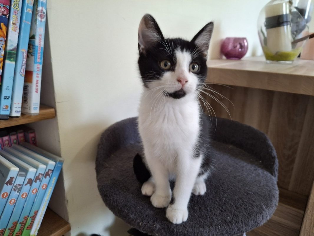 Rosalie - Chat Européen à adopter