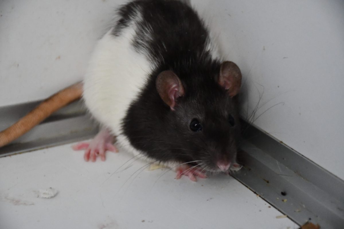 Winnie - Rongeur Rat à adopter