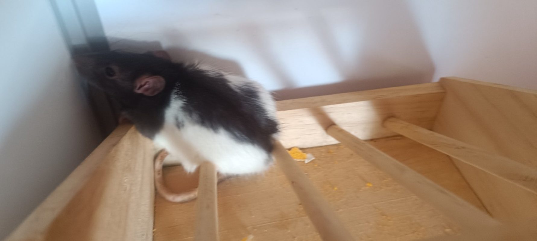 Winnie - Rongeur Rat à adopter - photo 2