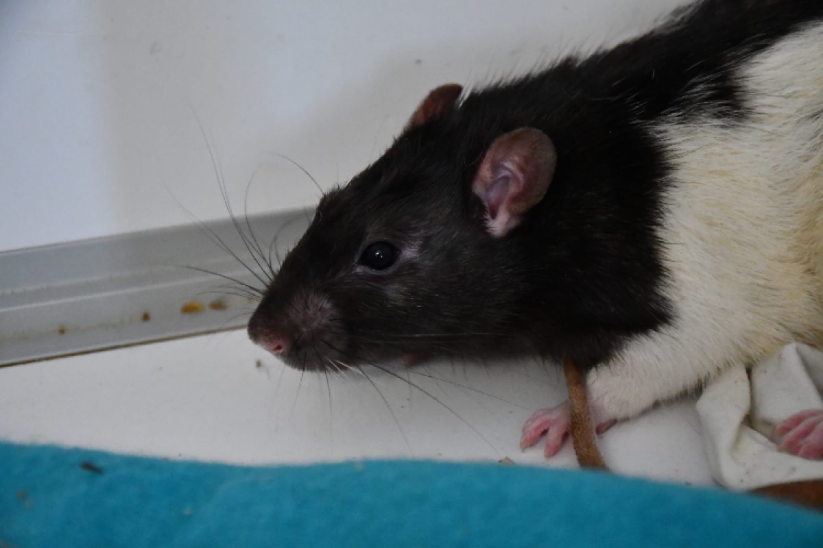 Conrad - Rongeur Rat à adopter