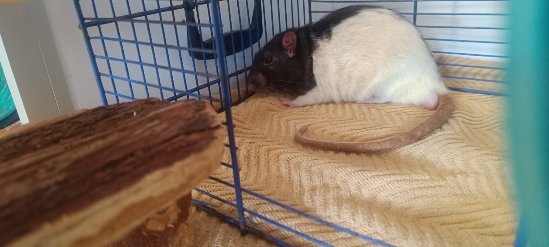Conrad - Rongeur Rat à adopter - photo 2