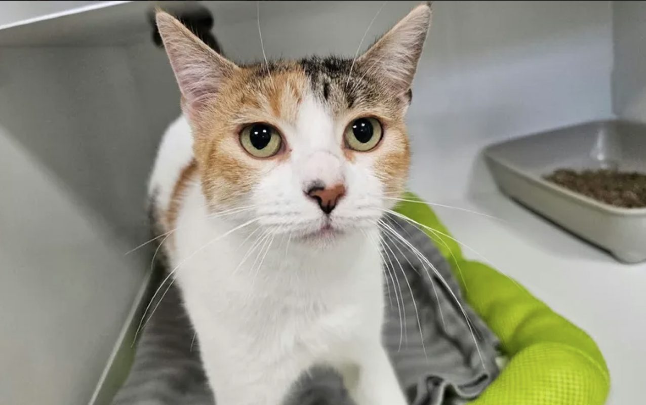 Rosie - Chat Européen à adopter