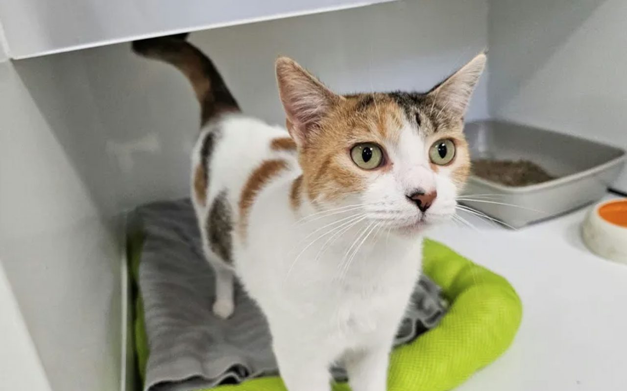 Rosie - Chat Européen à adopter - photo 2