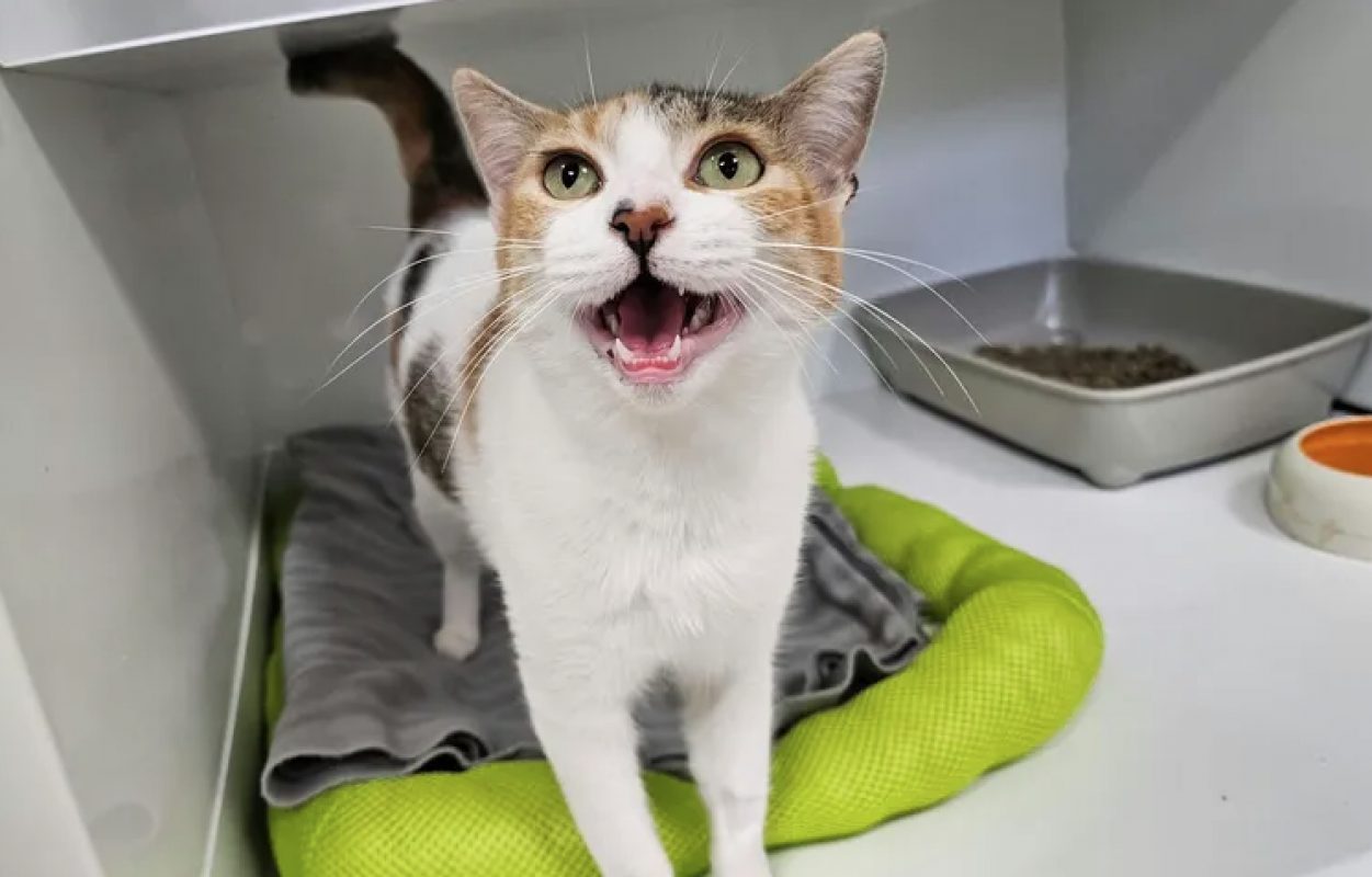 Rosie - Chat Européen à adopter - photo 3