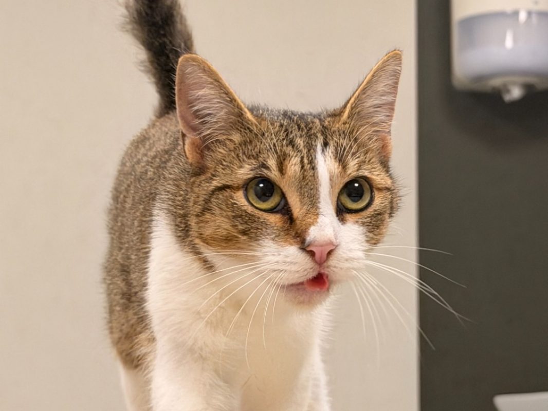 Titi - Chat Européen à adopter