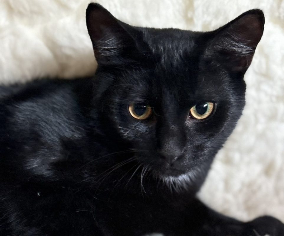 Berlioz - Chat Européen à adopter