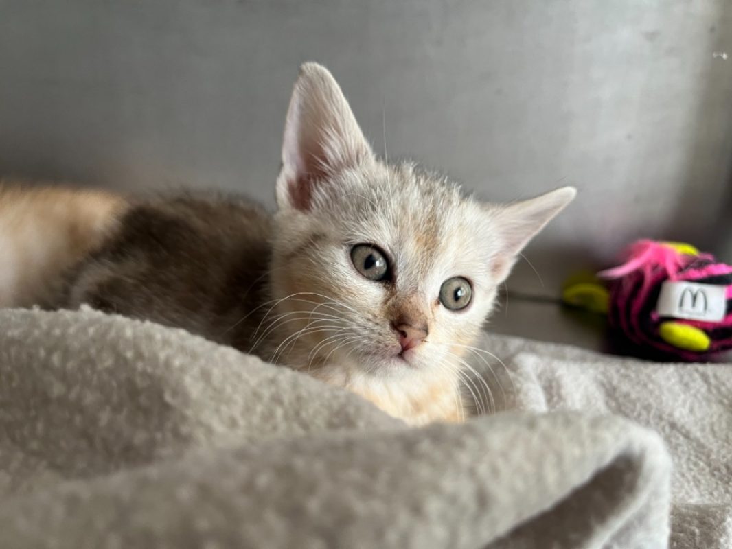 Complice - Chat Européen à adopter