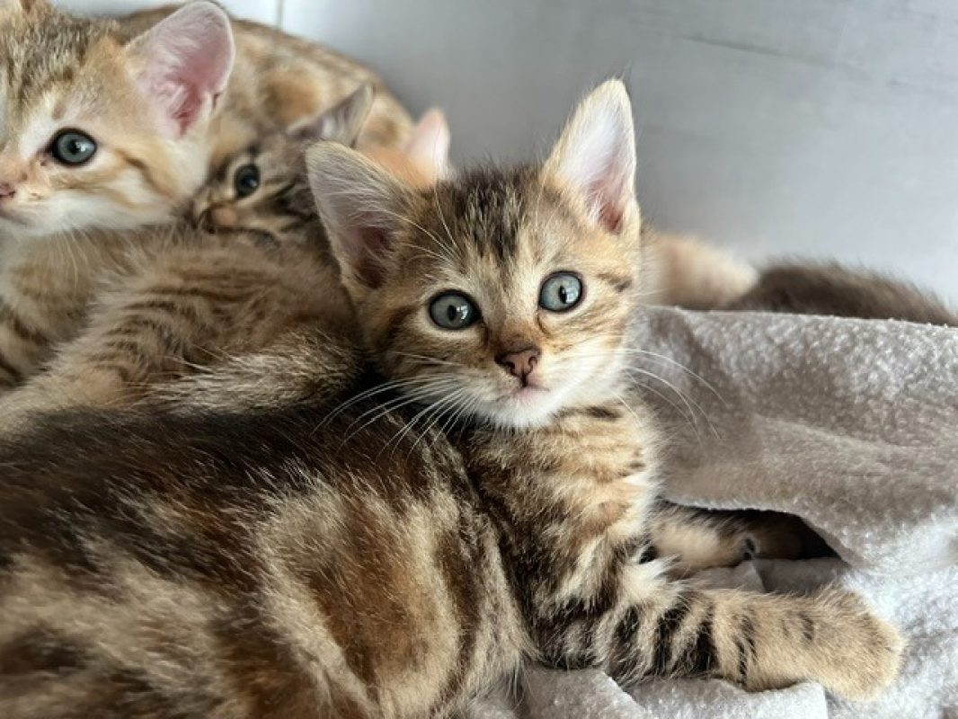 Copine - Chat Européen à adopter