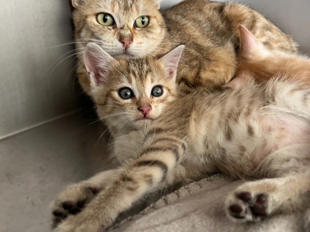 Copain - Chat Européen à adopter