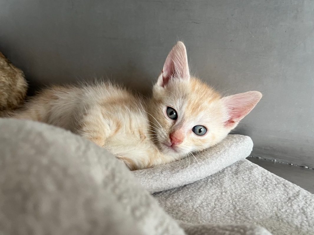 Gamin - Chat Européen à adopter