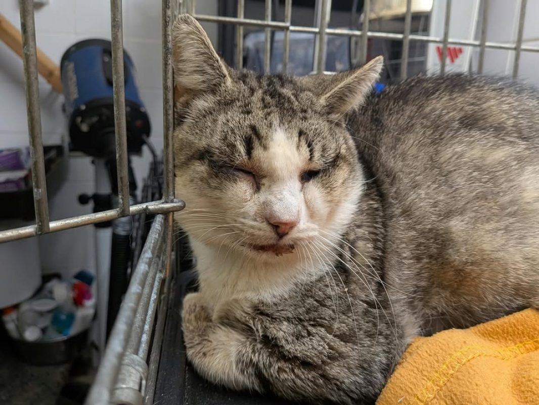 Patapouf - Chat Européen à adopter