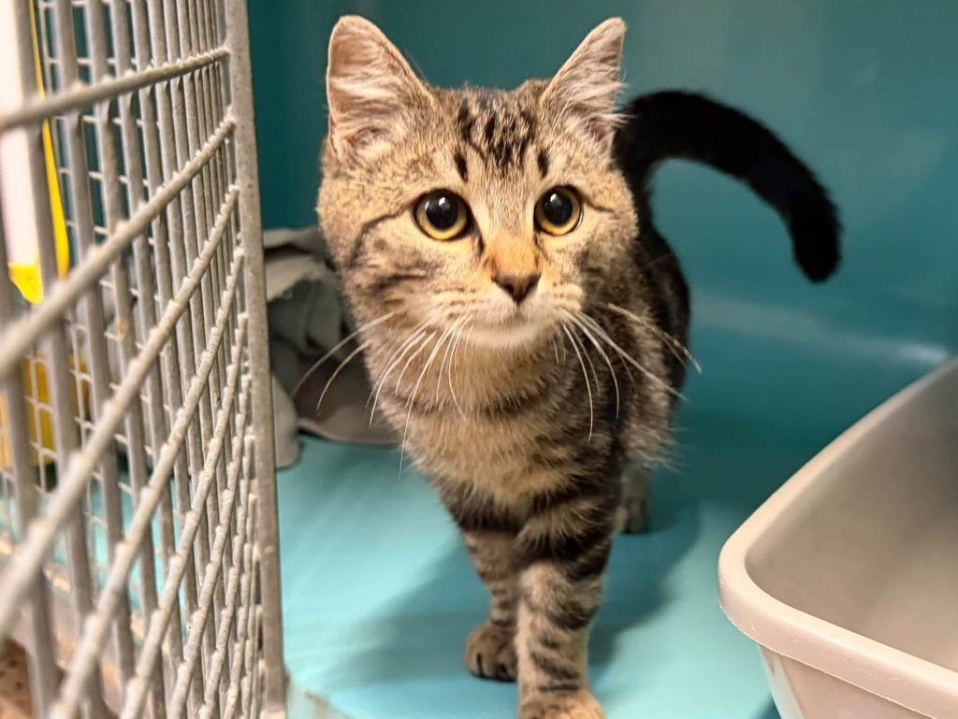 Sloane - Chat Européen à adopter