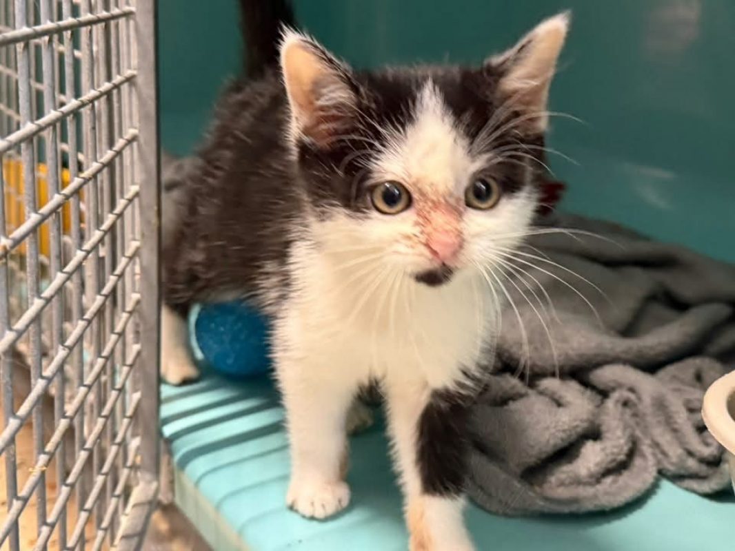 Mimi - Chat Européen à adopter