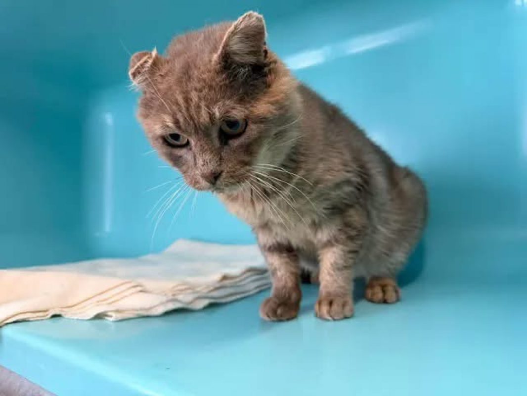 Fantome - Chat Européen à adopter