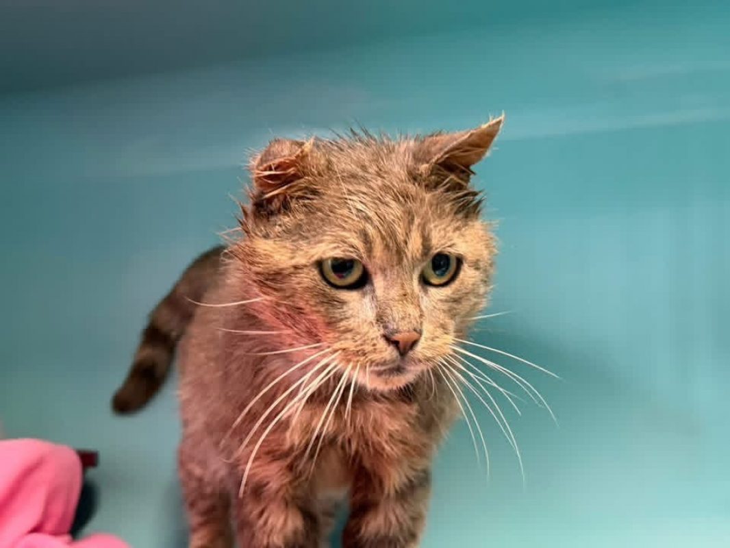 Fantome - Chat Européen à adopter - photo 2