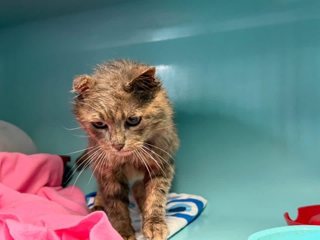 Fantome - Chat Européen à adopter - photo 4