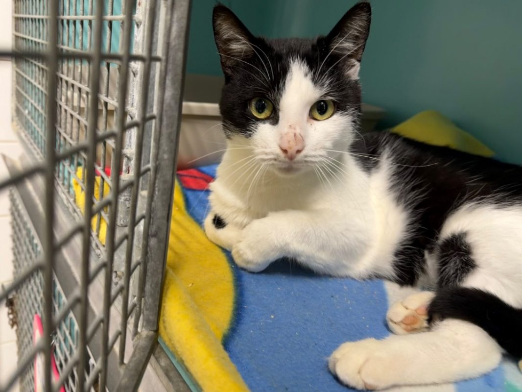 Domoo - Chat Européen à adopter