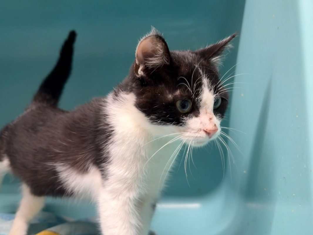Bilbo - Chat Européen à adopter