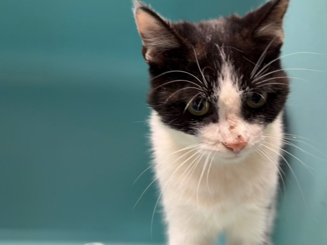 Bilbo - Chat Européen à adopter - photo 2