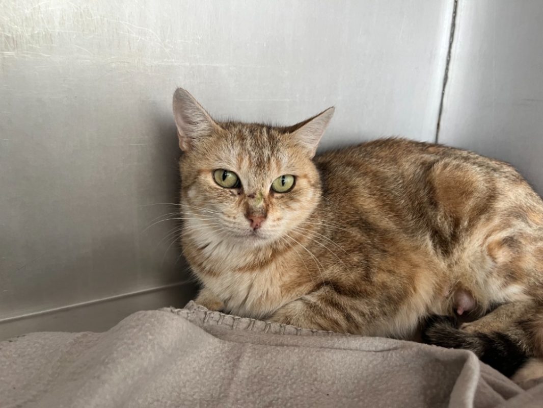 Maman - Chat Européen à adopter