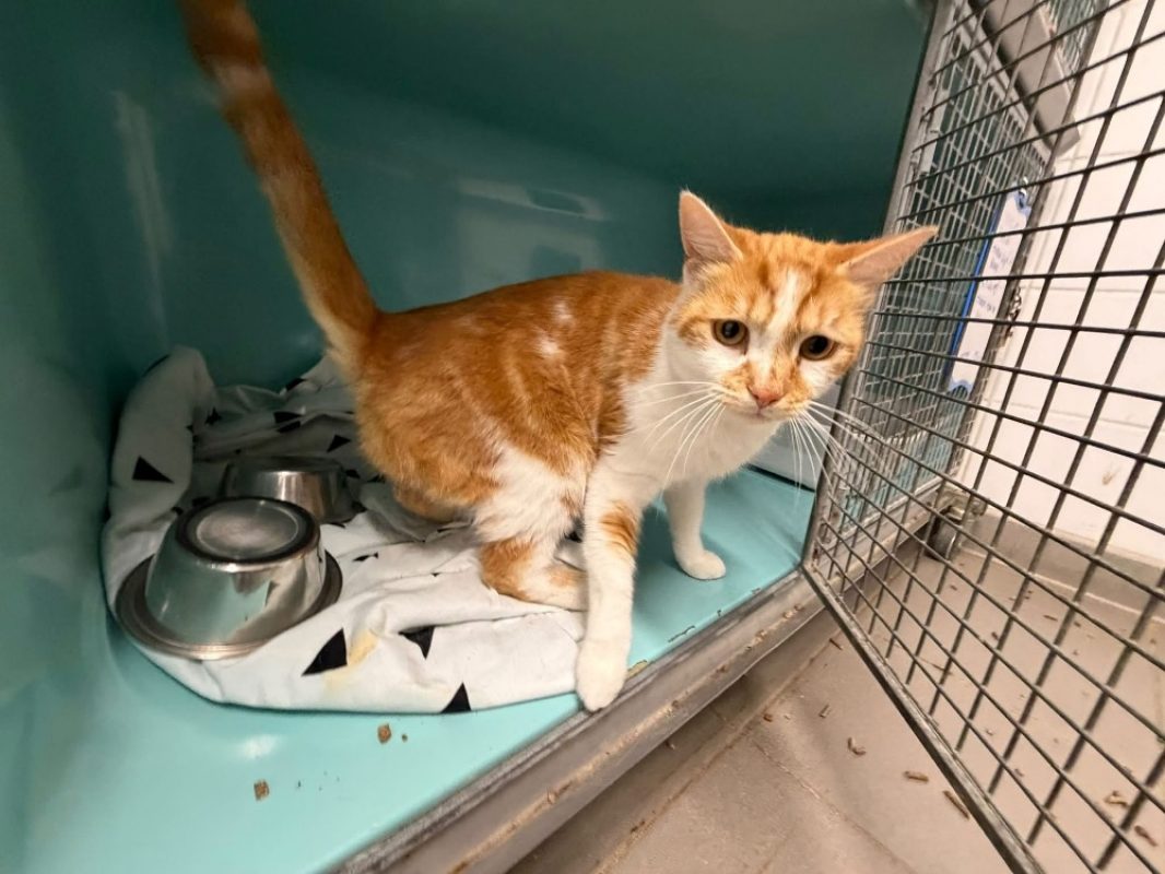 Biscuit - Chat Européen à adopter
