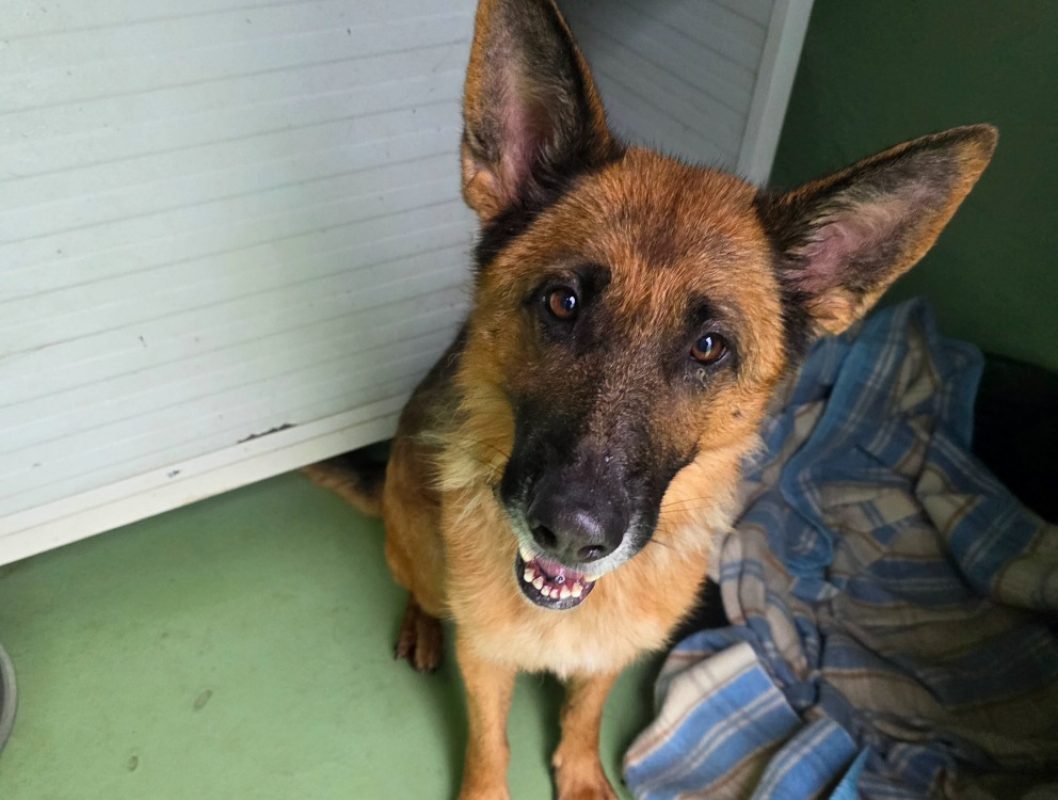 Riviera - Chien Berger Allemand à adopter