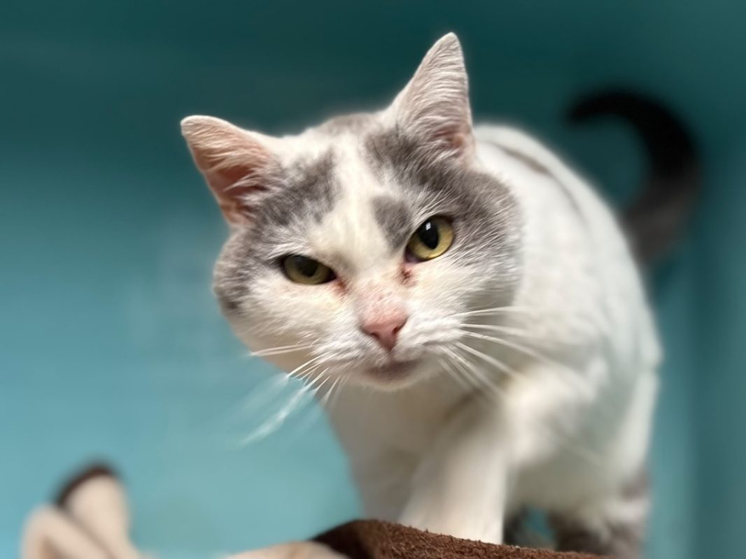 Maou maou - Chat Européen à adopter