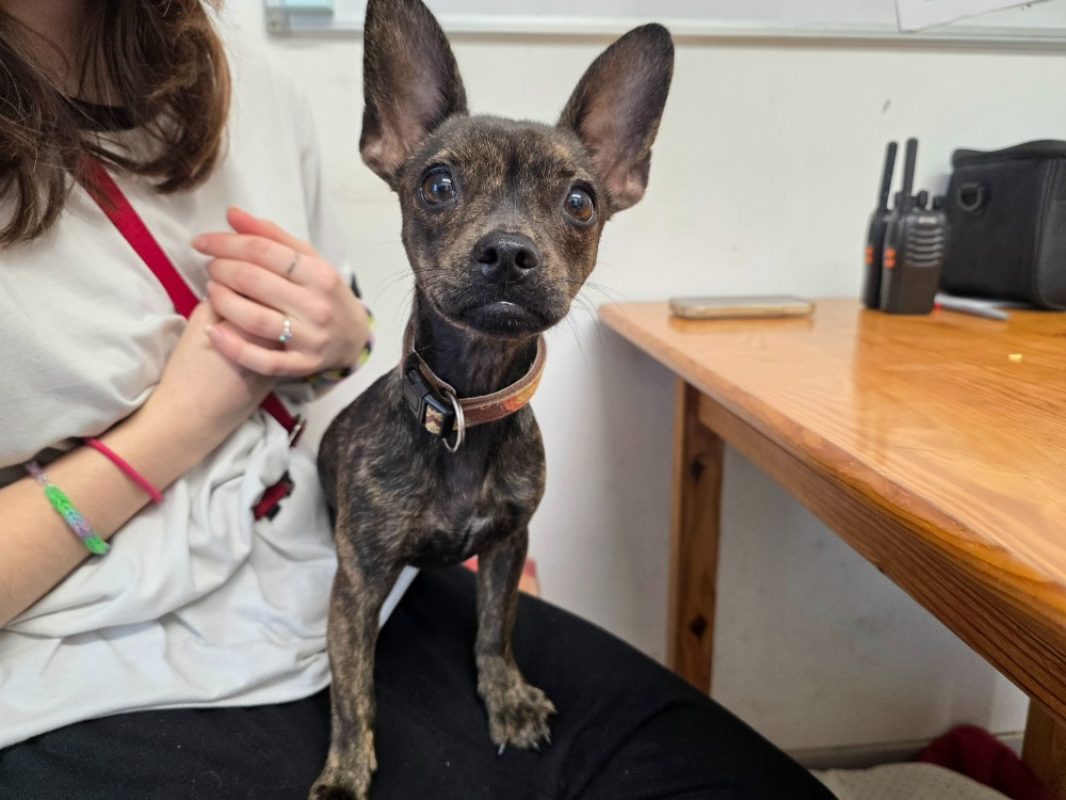 Waza - Chien à adopter