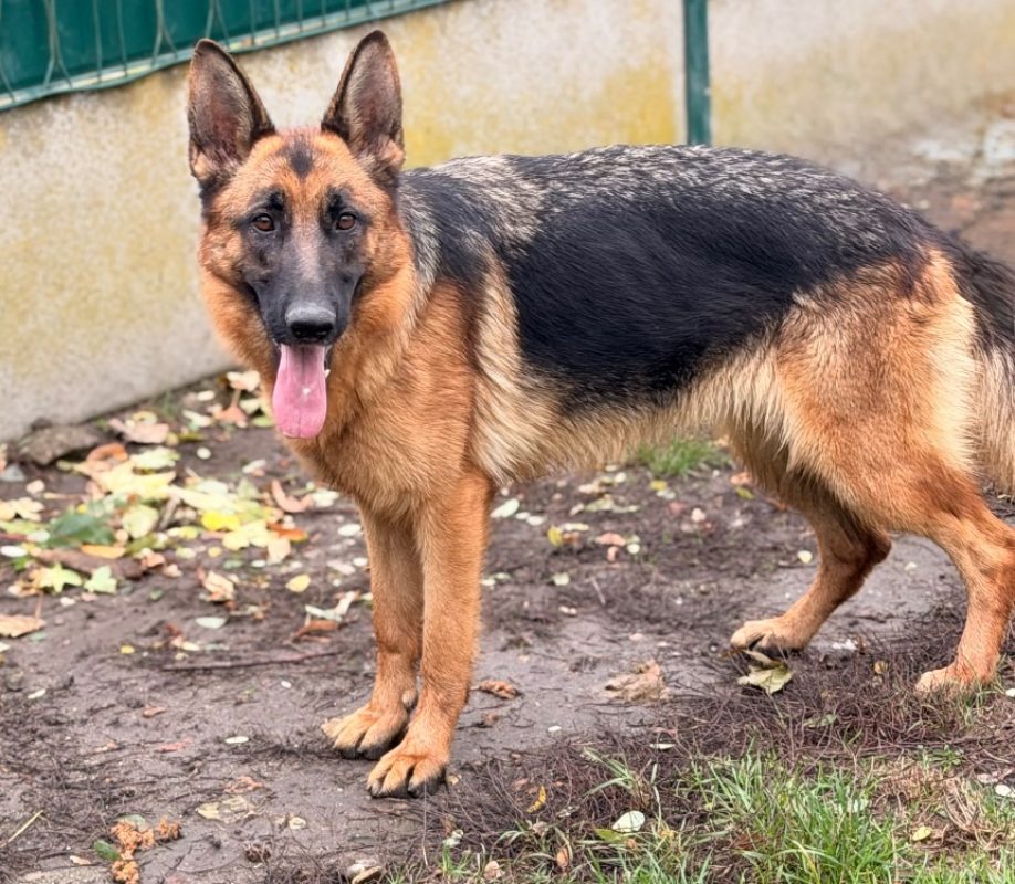 Aphaelle - Chien Berger Allemand à adopter