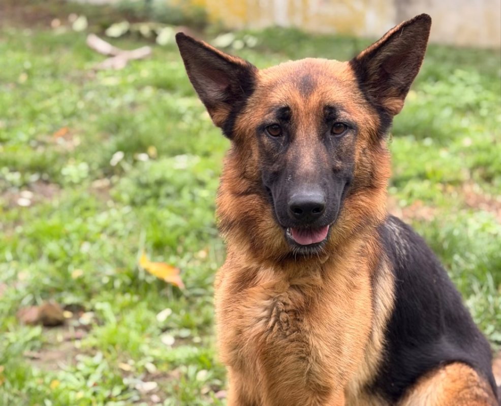 Astride - Chien Berger Allemand à adopter