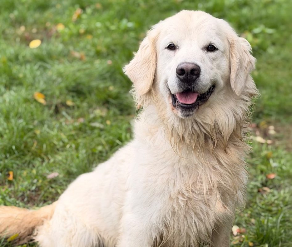 Noob - Chien à adopter