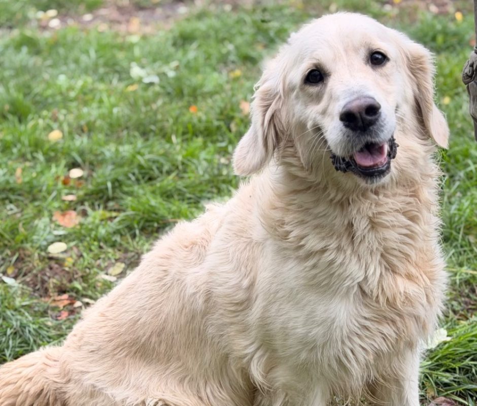 Rhapsody - Chien à adopter