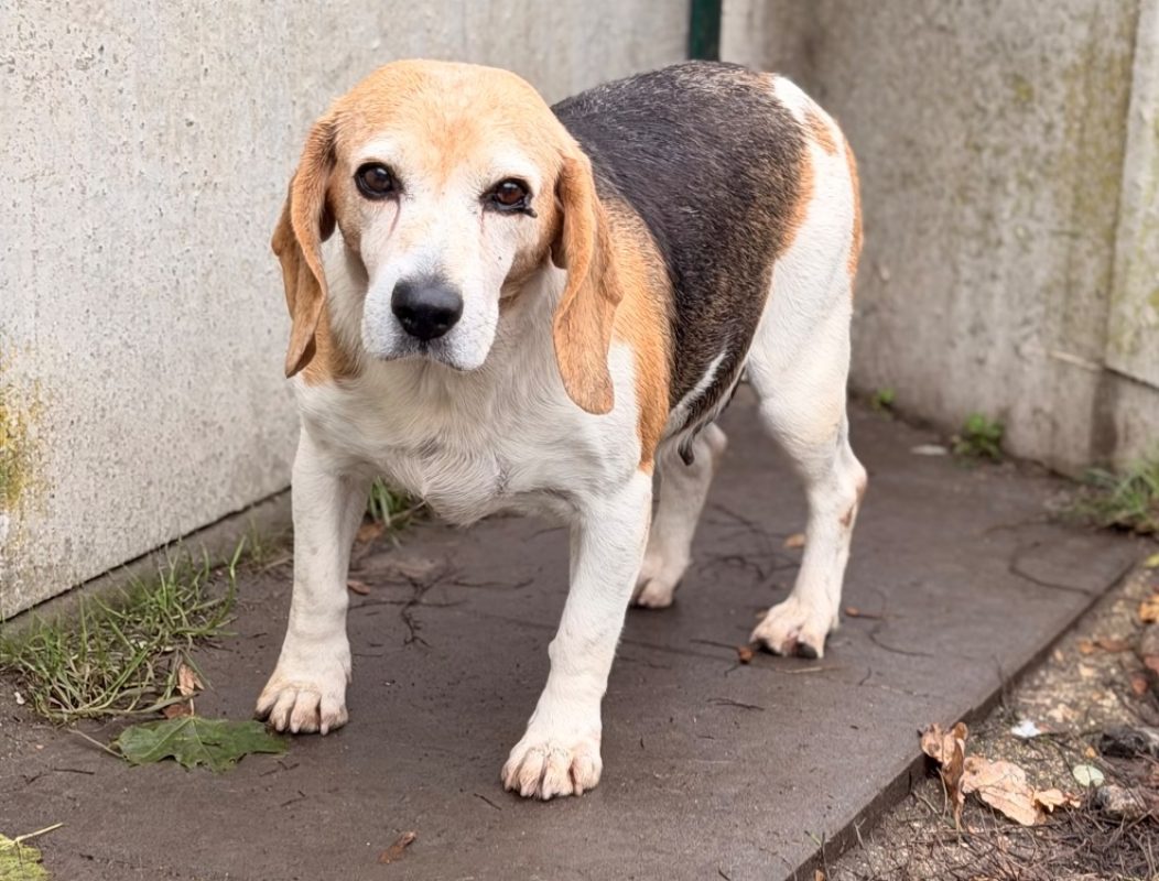 Lana - Chien Beagle à adopter
